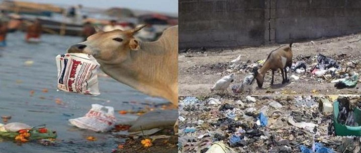 Animals-grazing-on-plastics-bags