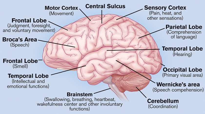 Lateral-view-of-the-cerebral-cortex